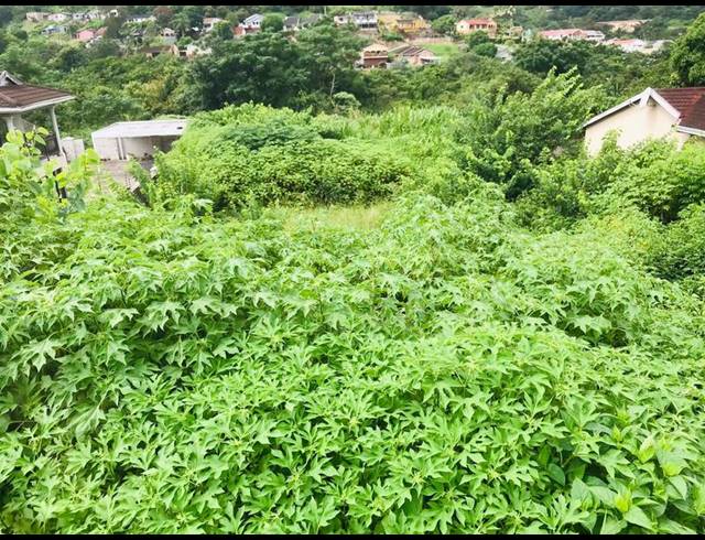 LAND FOR SALE IN NAGINA